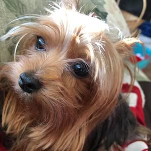 Meet your Posher, Diane